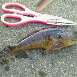 あれこれ仕掛は車に積み込んでおくべきかな